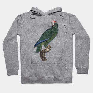 Cuban Amazon Parrot Female / La Femelle du Perroquet a Face Rouge Male - 19th century Jacques Barraband Illustration Hoodie